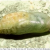 aricia artaxerxes pupa rost